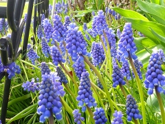 Grape hyacinth