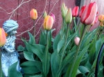 Tulips bloom