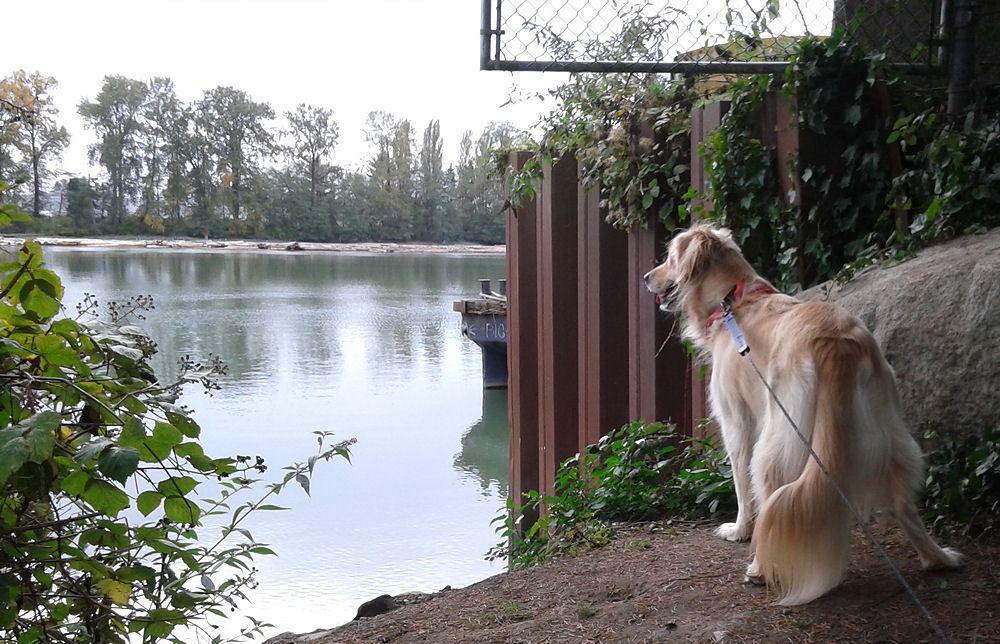 Bailey watching a barge