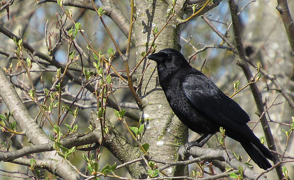The rare crow