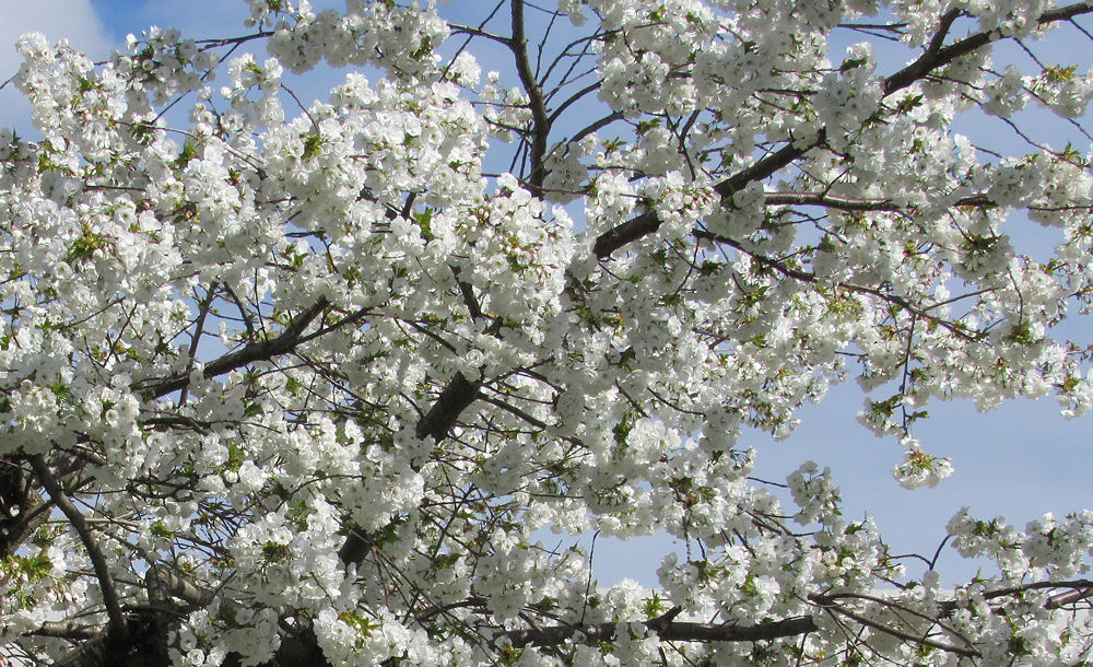 Blossoms on the trail