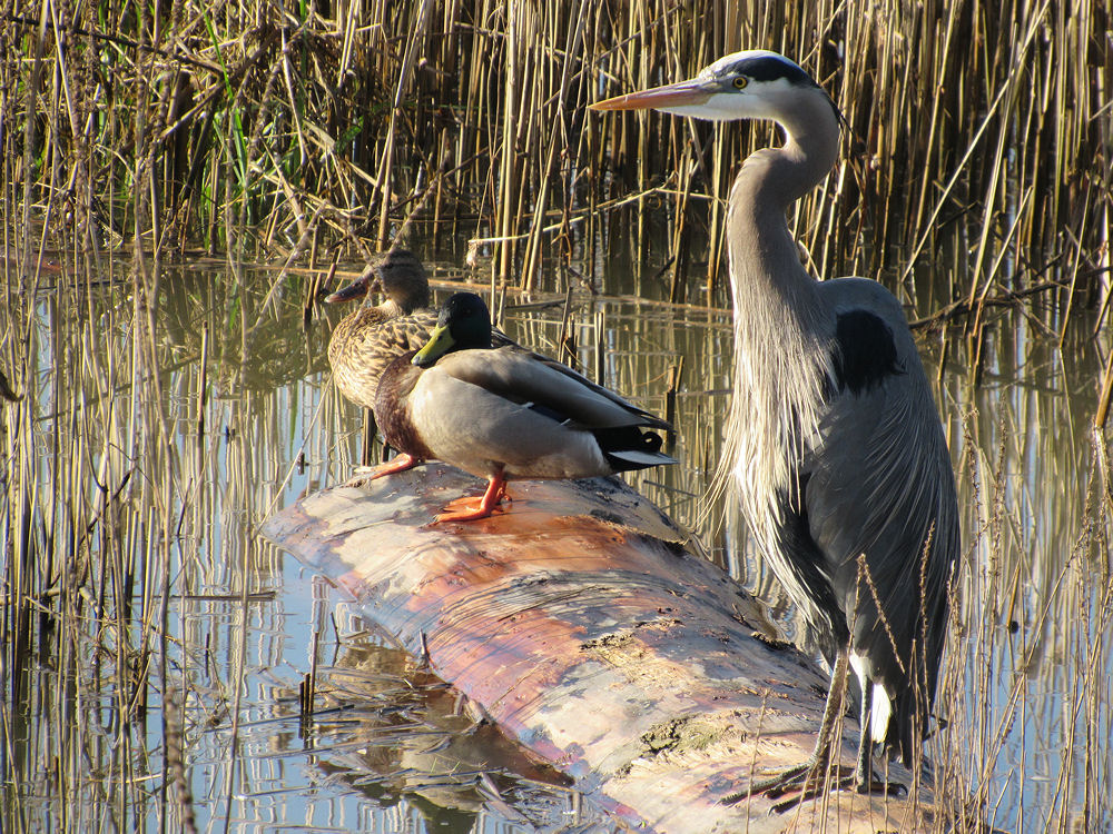 Great Heron and ducks