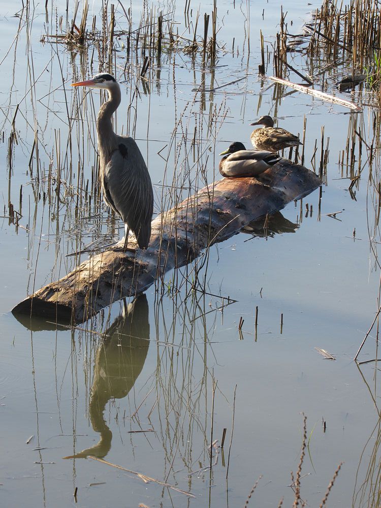 Great Heron and ducks