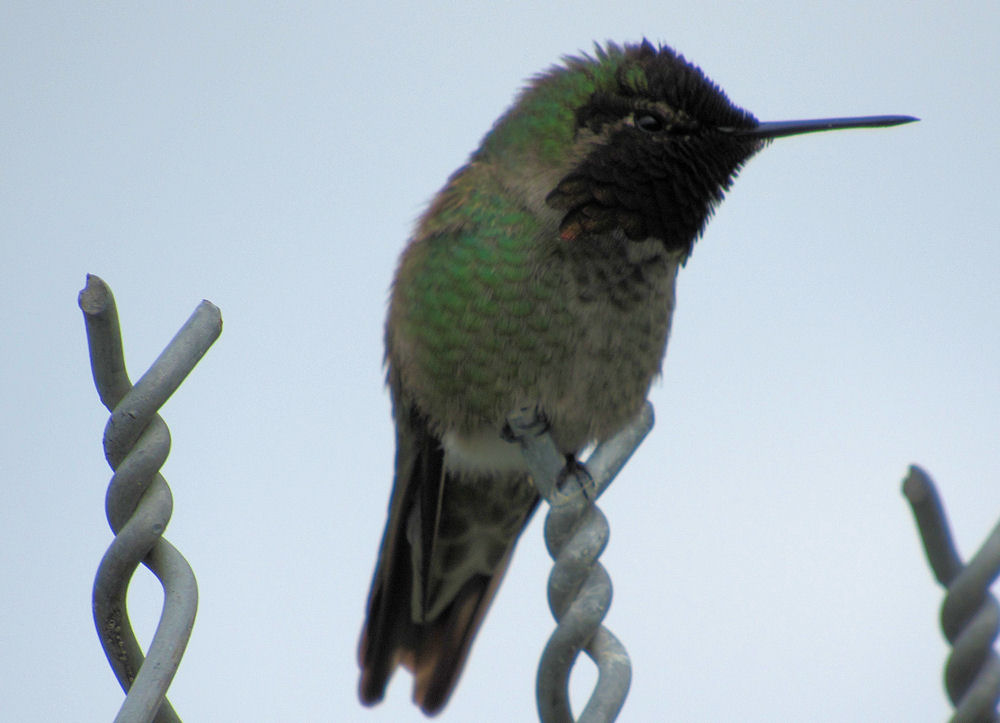 Hummingbird