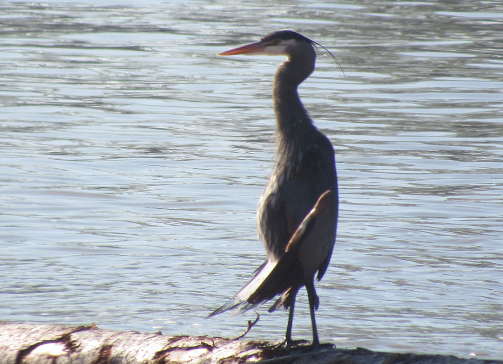 Heron with a beer belly