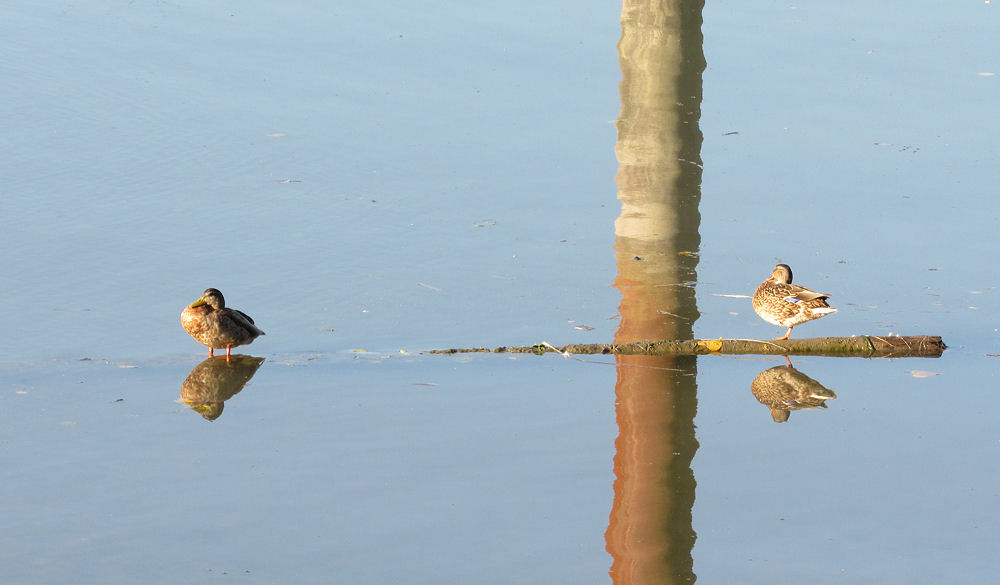 Ducks in a row