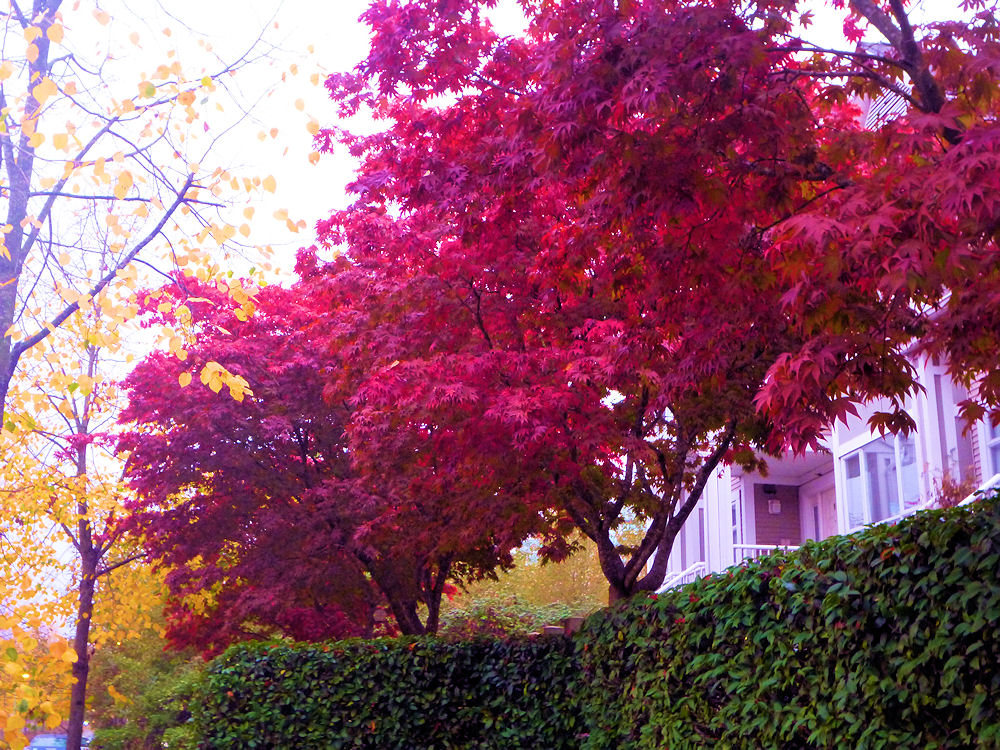 Red blooms in Vancouver