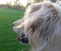 Bailey in the park