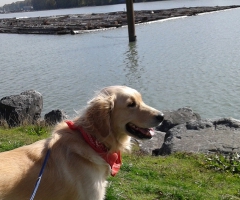 Bailey loves the river