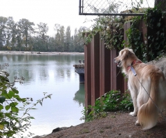 Bailey watching a barge