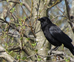 The rare crow