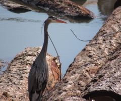 The Great Blue Heron