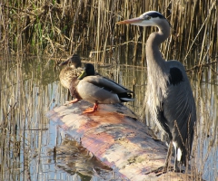 Great Heron and ducks