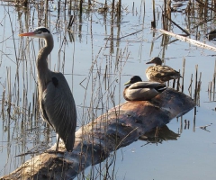 Great Heron and ducks