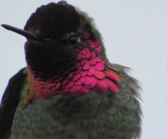 Hummingbird