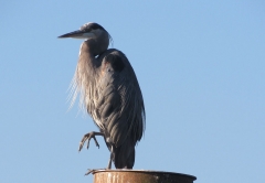 Great Blue Heron