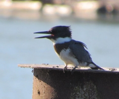 Little Kingfisher