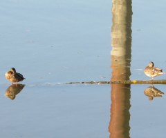 Ducks in a row