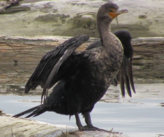 Some kind of cormorant