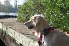 Bailey on the boardwalk