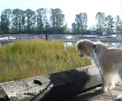 Bailey watches the river