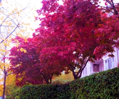 Red blooms in Vancouver