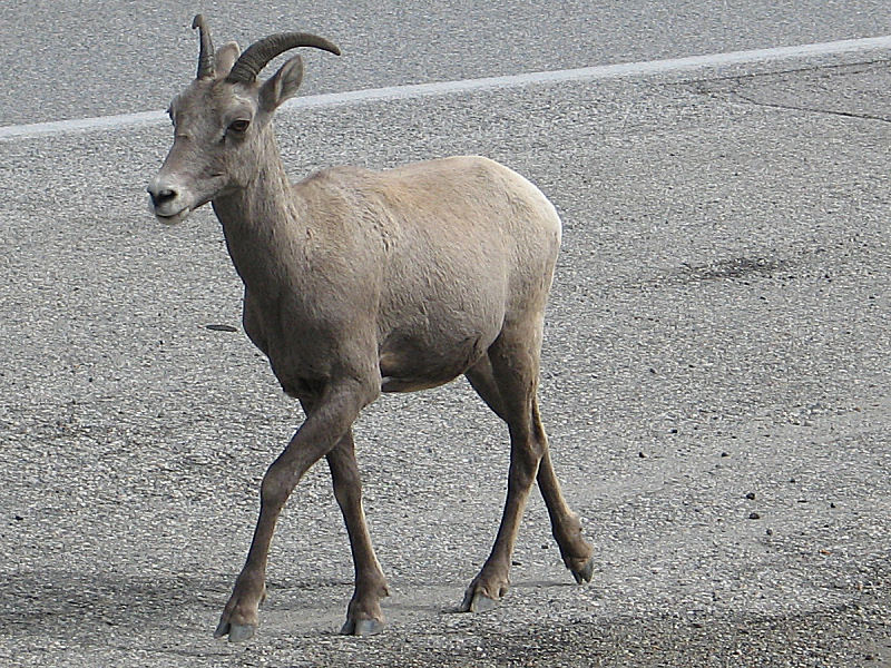 Big Horn sheep