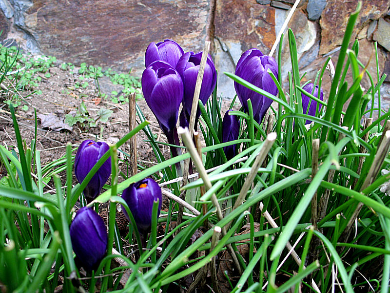 crocus_2010