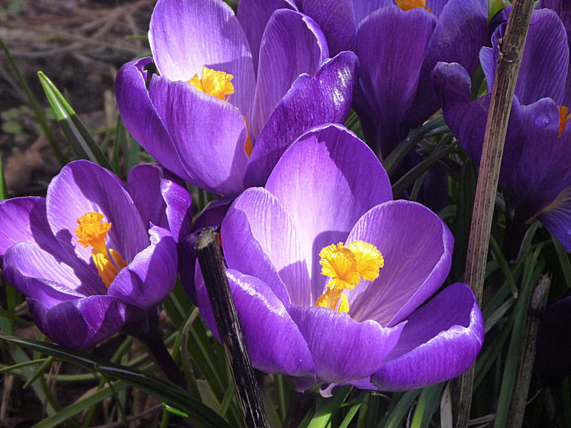 crocus_close