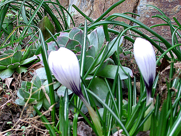 crocus_white_2010