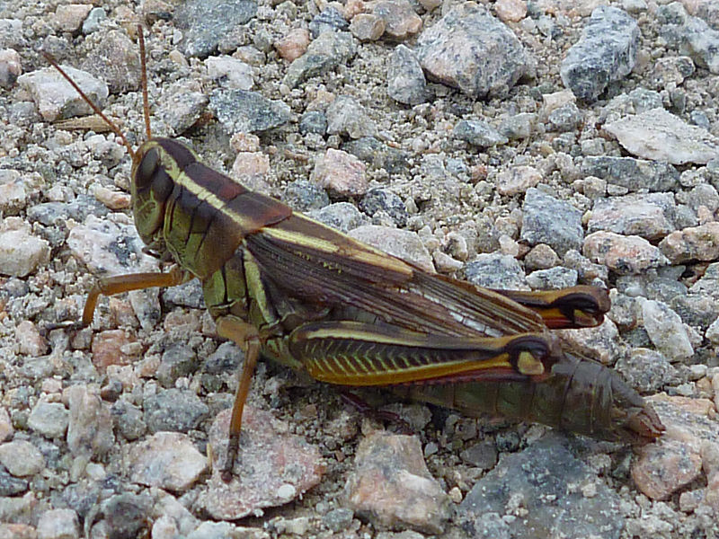 Grasshopper