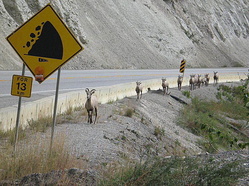 Herd of bighorn