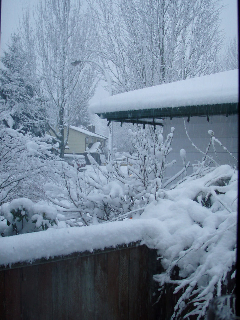 Out the Kitchen window