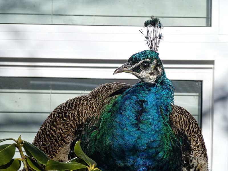 Peacock