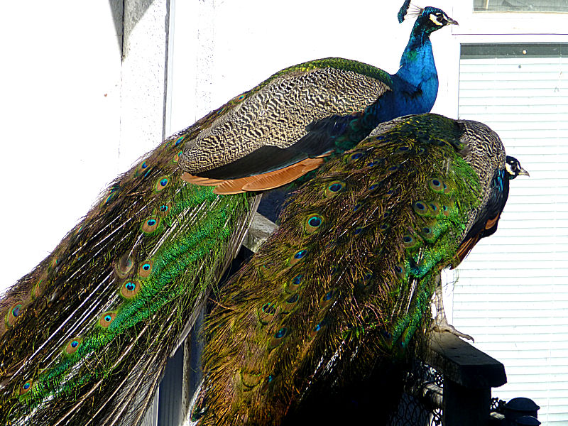 Peacocks