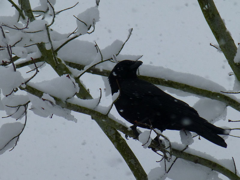 Crow in the snow