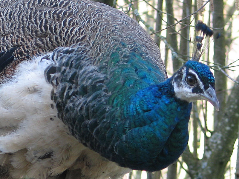 Peacock