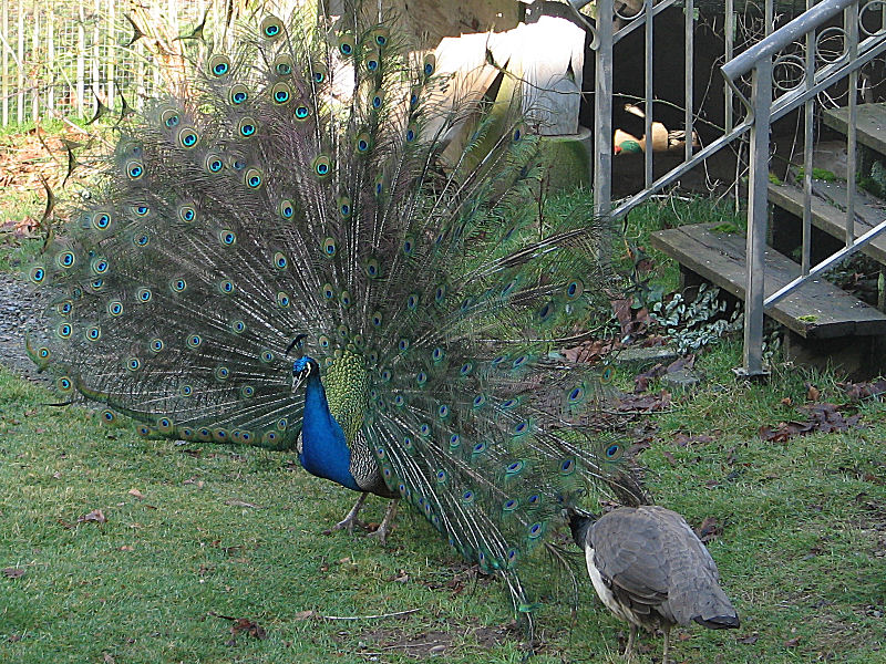 Male Peacock