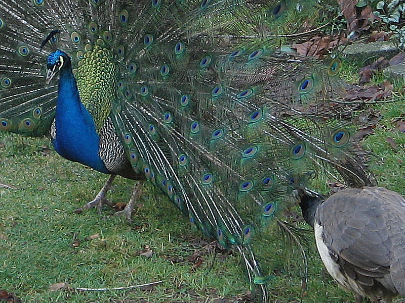 Male Peacock