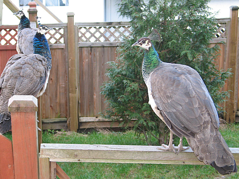 On the fence