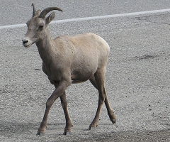 Big Horn sheep