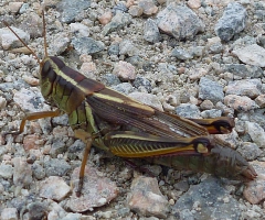 Grasshopper