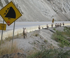Herd of bighorn