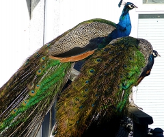 Peacocks
