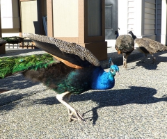 Peacocks