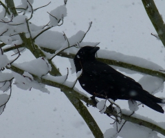 Crow in the snow