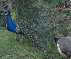 Male Peacock