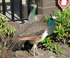 Peacocks