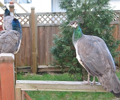 On the fence