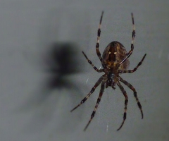 Spider